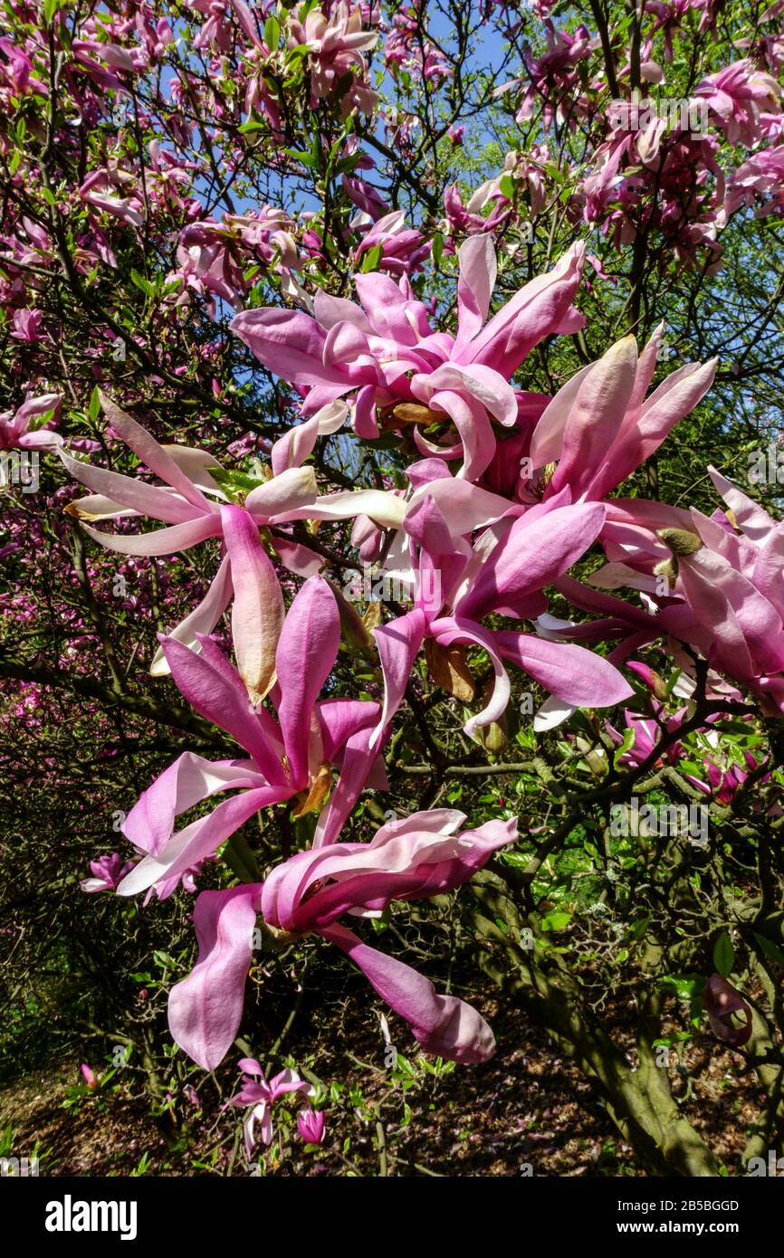 Blühender Strauch, Magnolia-Susan-Baum, der april-Baum blüht Stockfoto