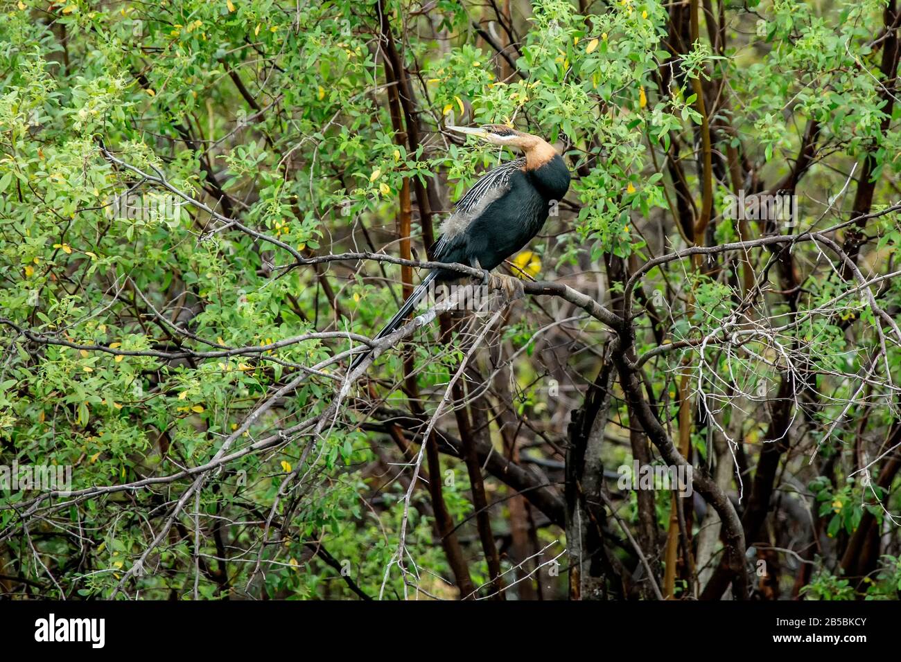 Der Afrikanische Darter - Anhinga rufa - thront auf einem Zweig, der zurückblickt. Stockfoto