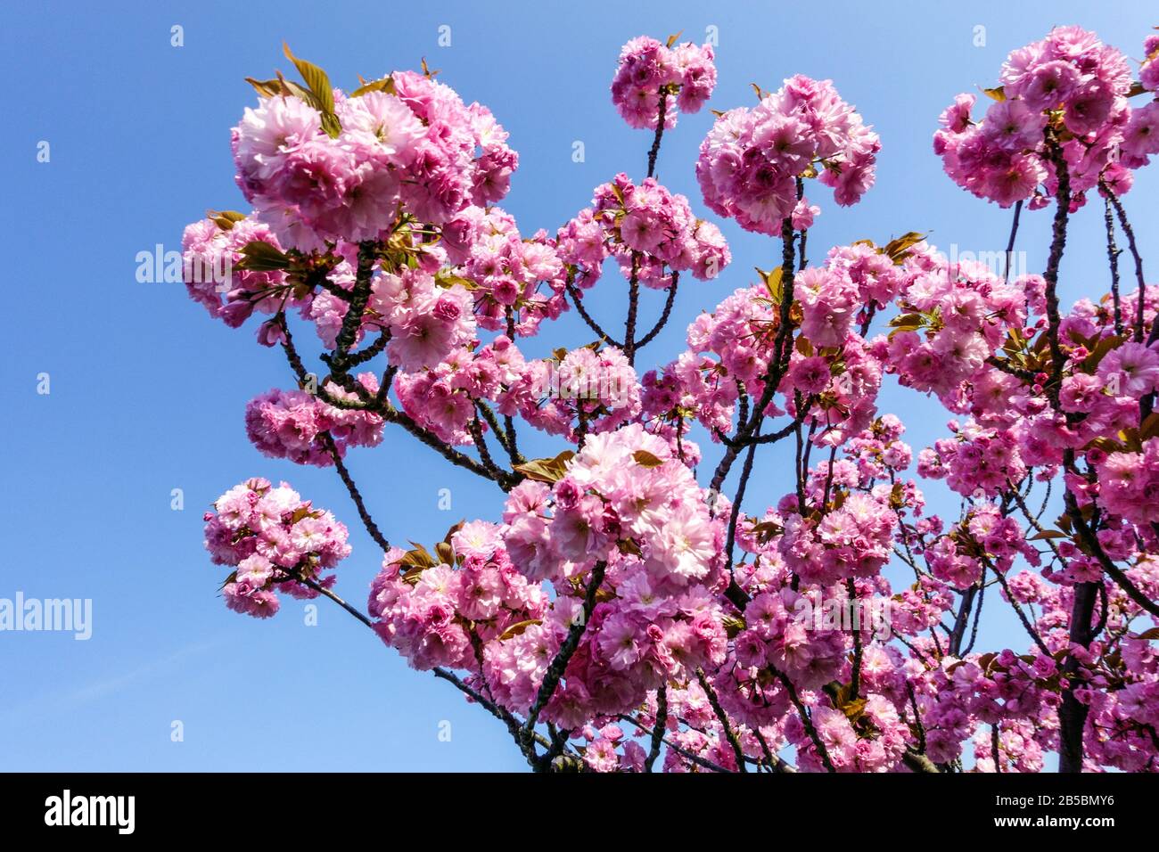 Rosa dekorativer Kirschbaum Prunus serrulata "Kanzan" gegen blauen Himmel an sonnigen Tagen, Frühlingsbaum in Blüte Stockfoto