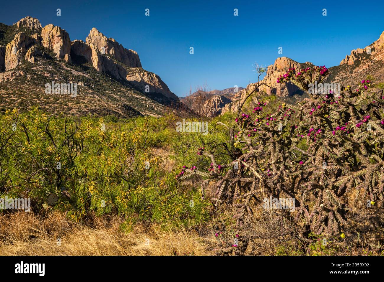 Buckhorn cholla Cactus in der Blüte, Cathedral Rock auf der Linken, Cave Creek Canyon im Abstand, der Chiricahua Mountains, in der Nähe von Portals, Arizona, USA Stockfoto