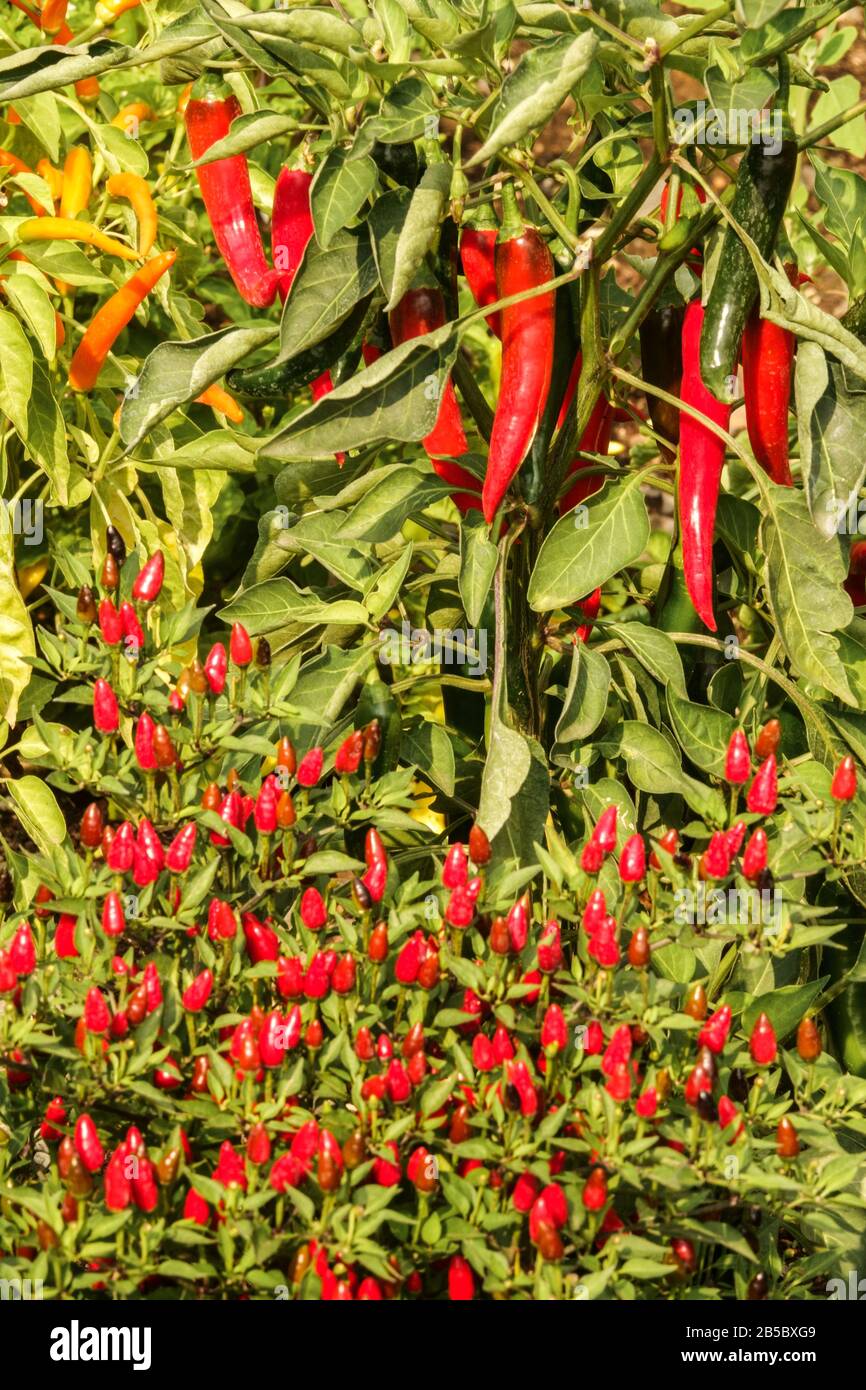 Verschiedene Arten von reifenden Chilis Paprika Gartenpflanzen Chilis wachsen Stockfoto