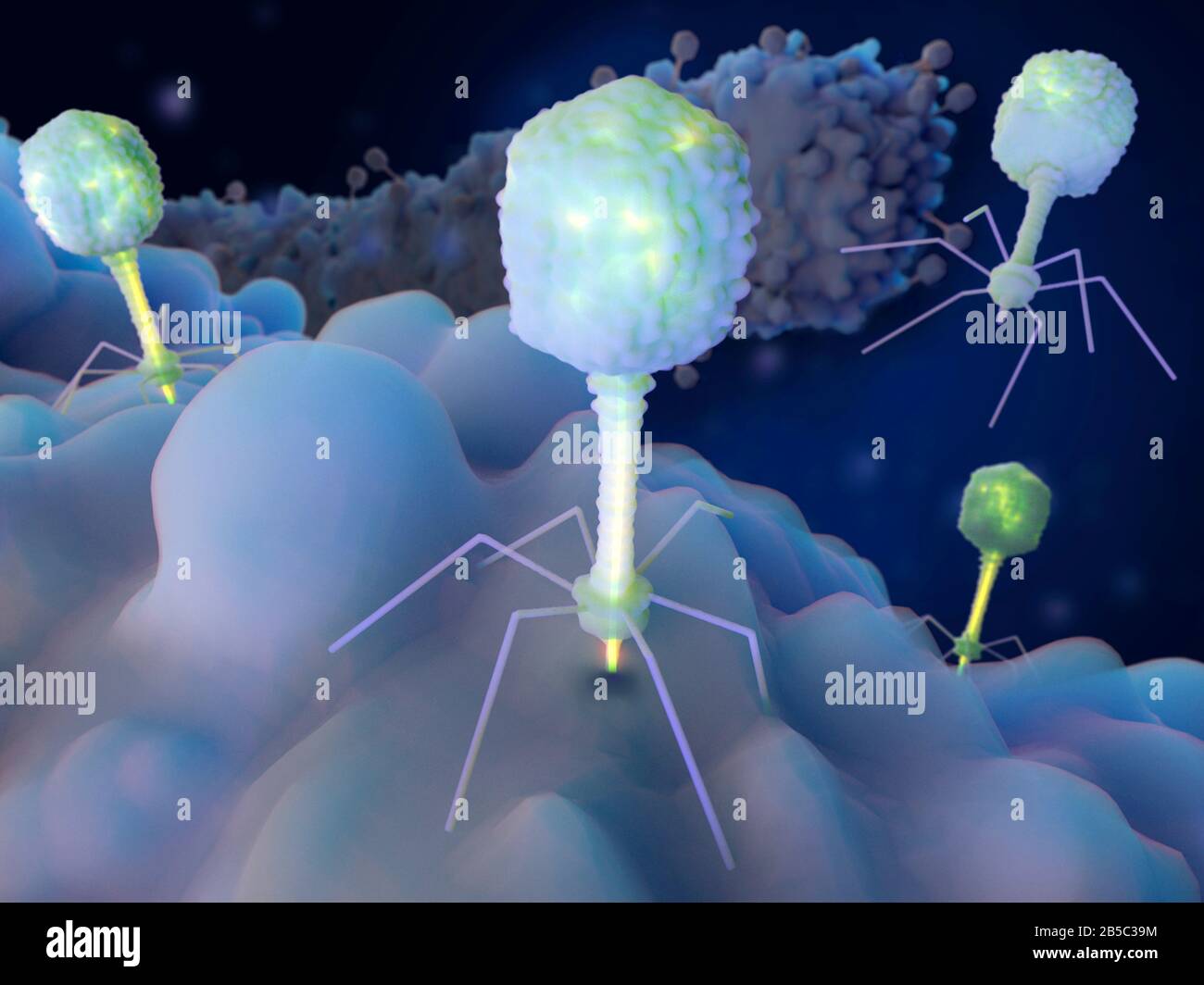 Bakteriophagen infizieren Bakterien, Abbildung Stockfoto