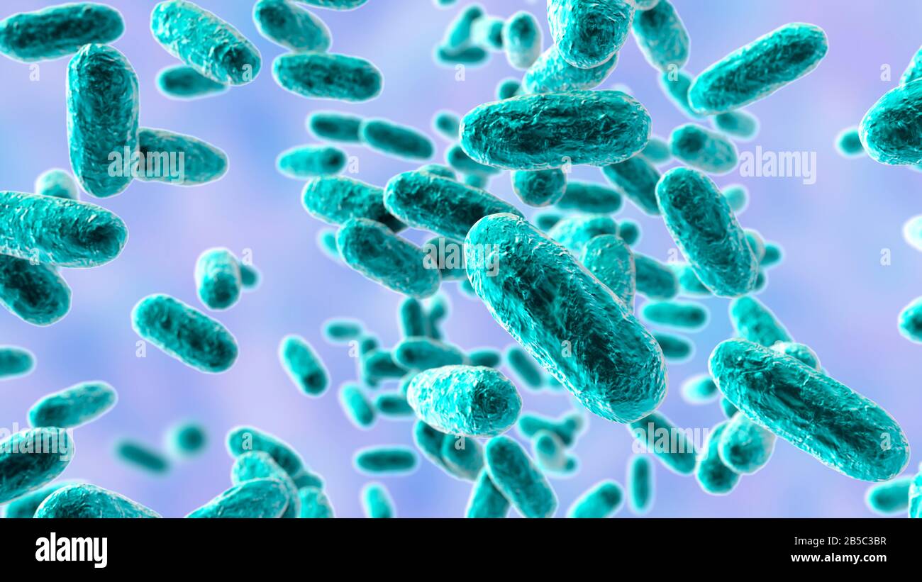 Keuchhustenbakterien, Abbildung Stockfoto