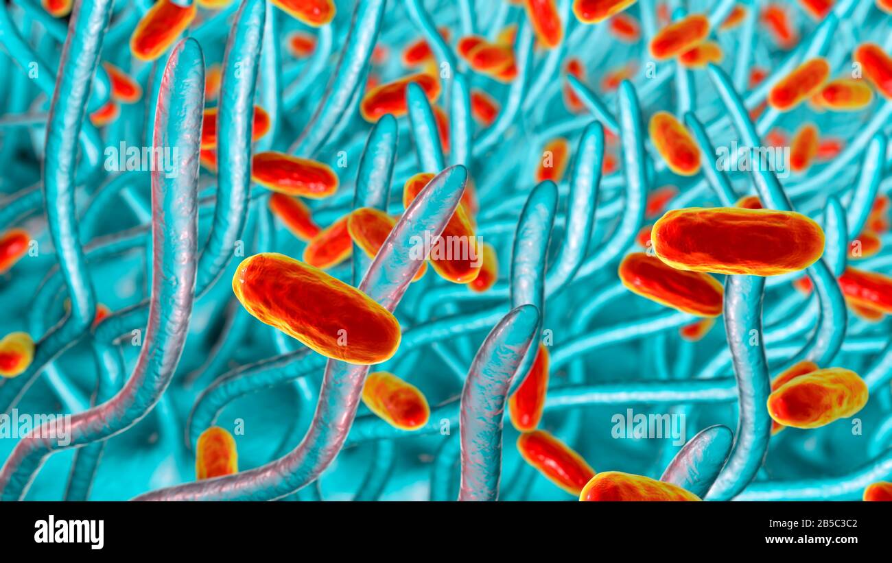 Keuchhustenbakterien, Abbildung Stockfoto