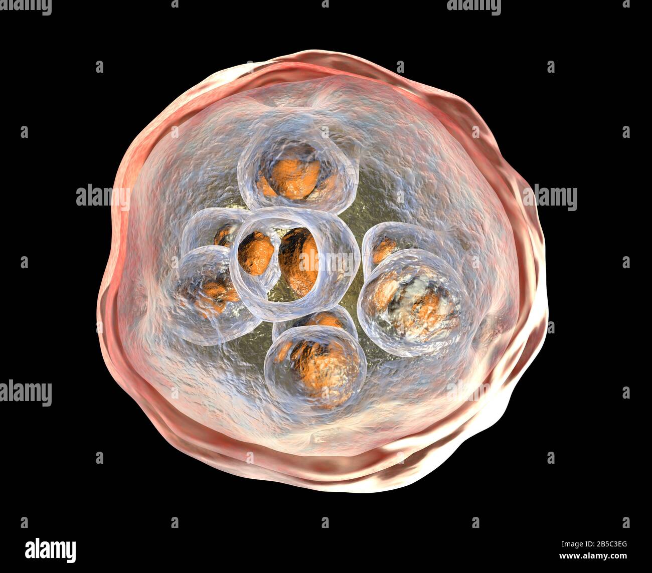 echinococcus-granulosus-hydatid-zyste-abbildung-stockfotografie-alamy