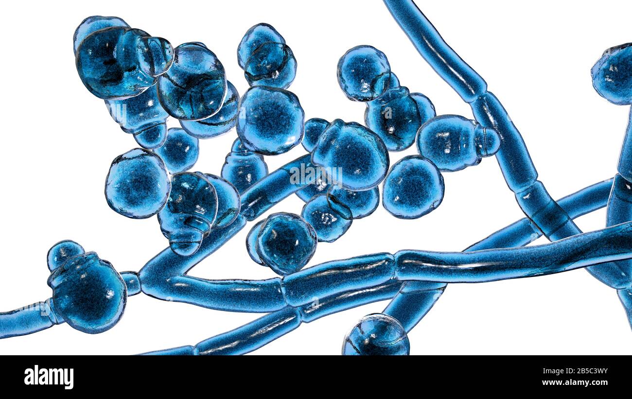 Malassezia furfur Fotos und Bildmaterial in hoher Auflösung Alamy