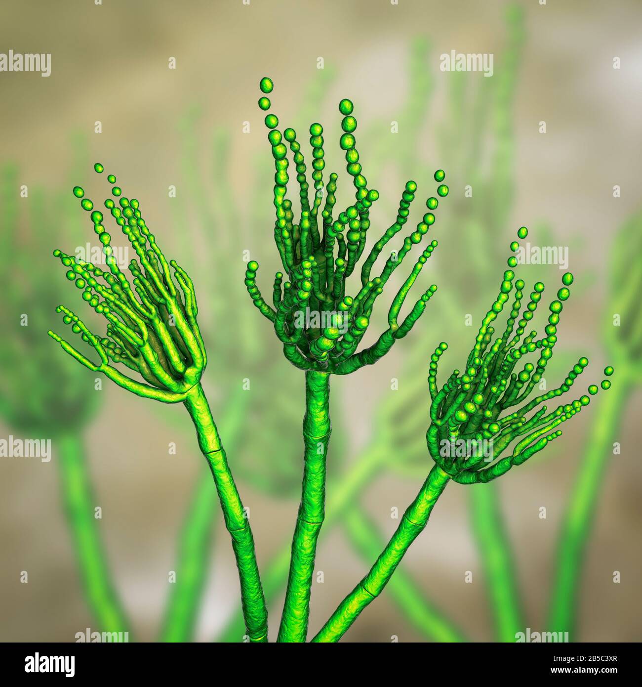 Penicillium sp Fotos und Bildmaterial in hoher Auflösung Alamy