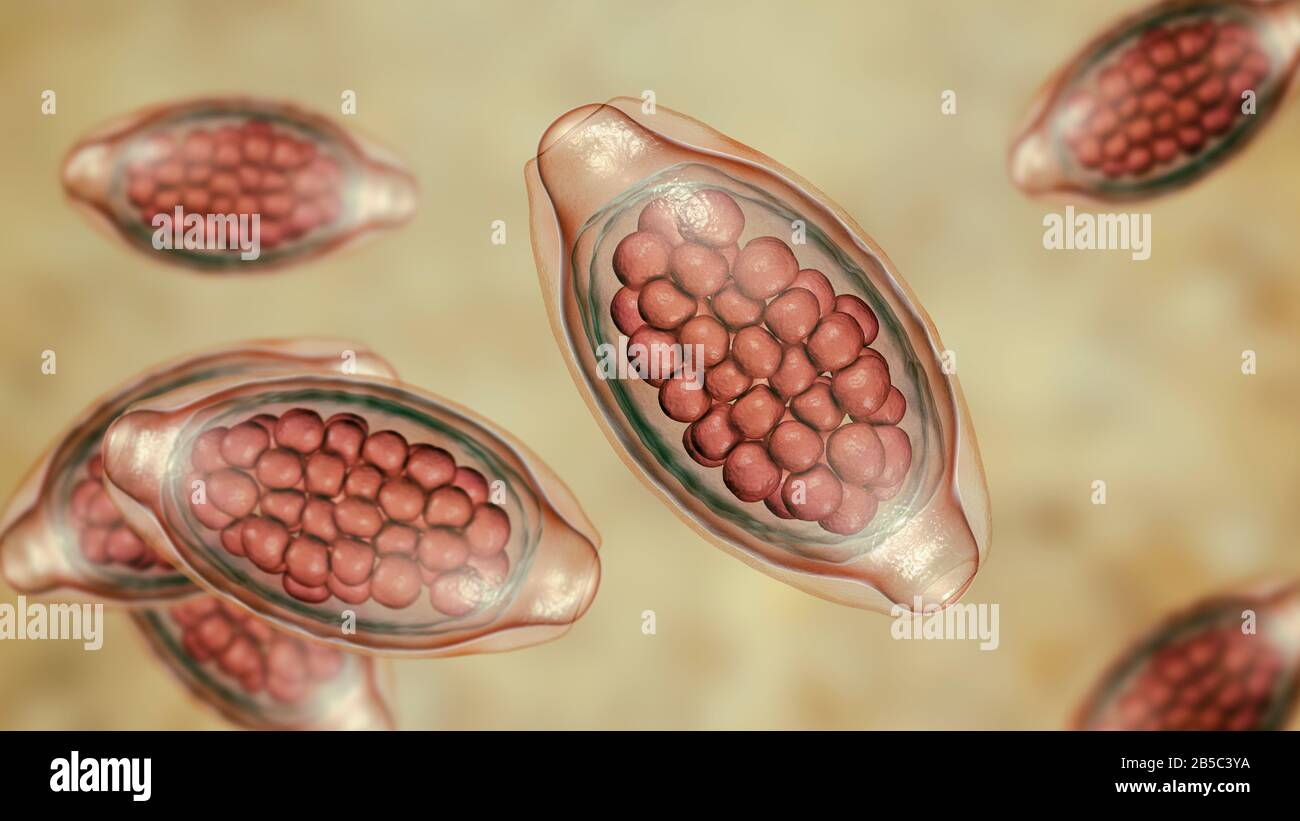 Eier eines parasitären Wurms Trichuris trichiura, Abbildung Stockfoto