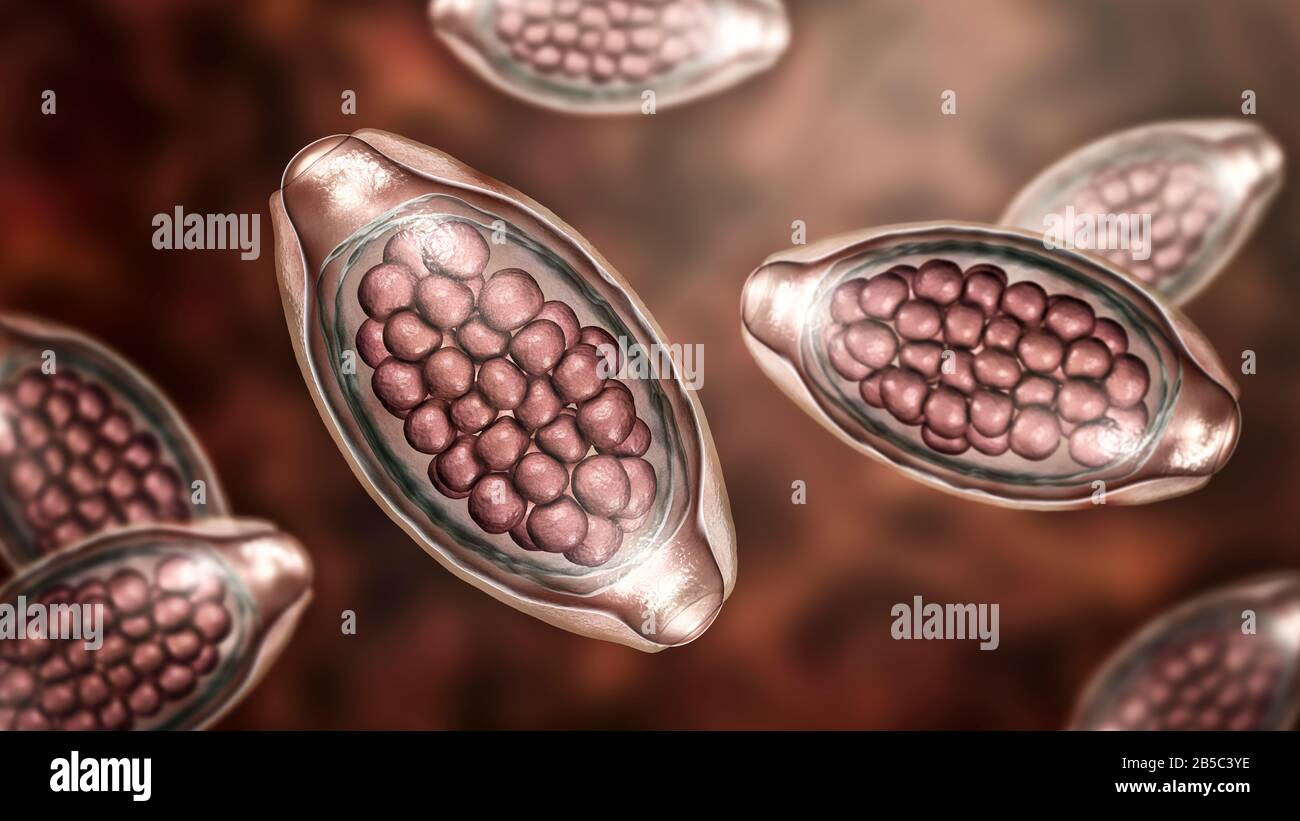 Eier eines parasitären Wurms Trichuris trichiura, Abbildung Stockfoto