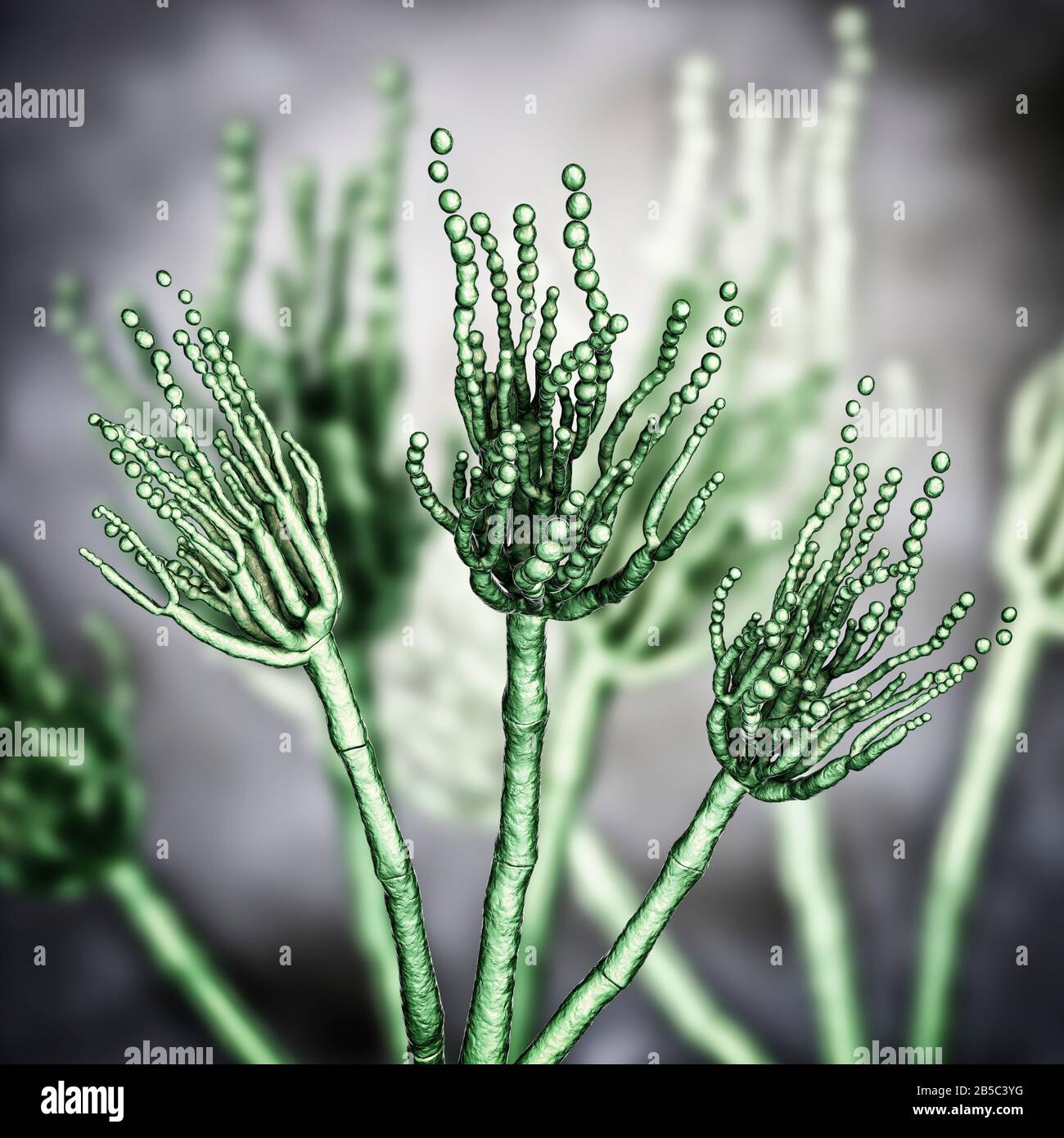 Penicillium Pilz, Illustration Stockfotografie Alamy