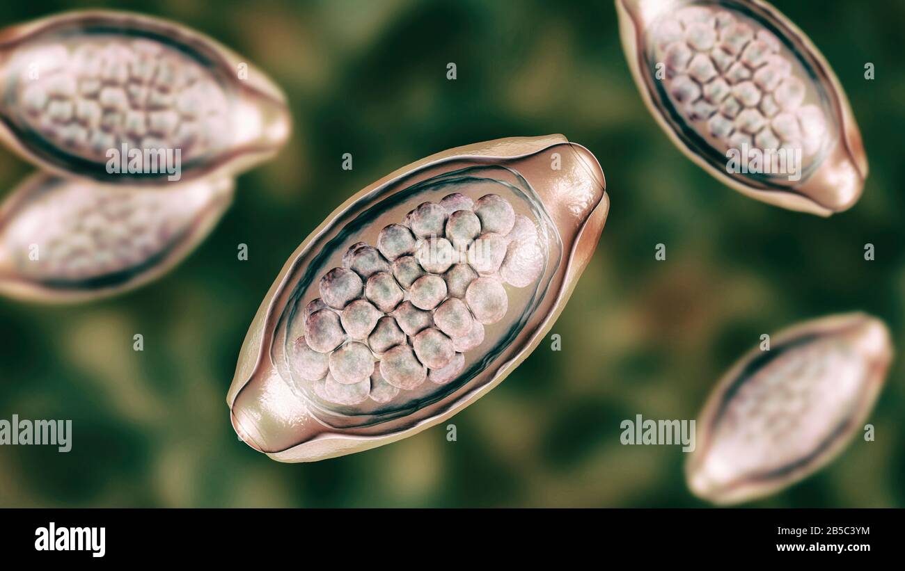 Eier eines parasitären Wurms Trichuris trichiura, Abbildung Stockfoto