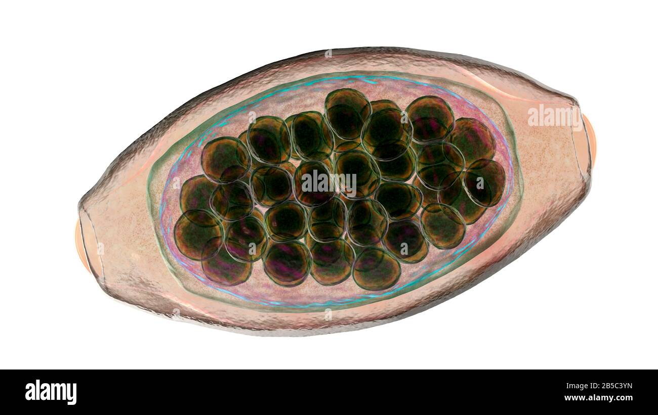 Eier eines parasitären Wurms Trichuris trichiura, Abbildung Stockfoto