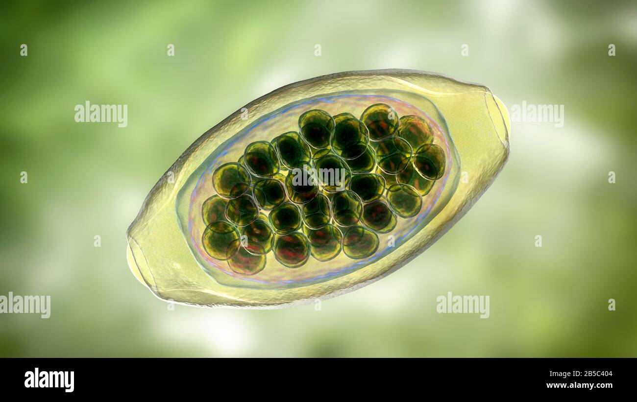 Eier eines parasitären Wurms Trichuris trichiura, Abbildung Stockfoto