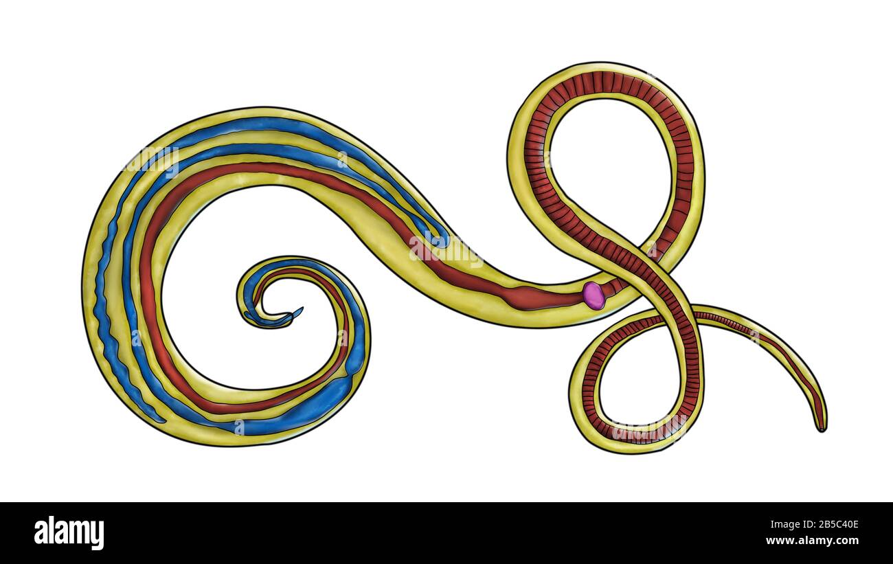 Whipworm Trichuris trichiura, Illustration Stockfoto