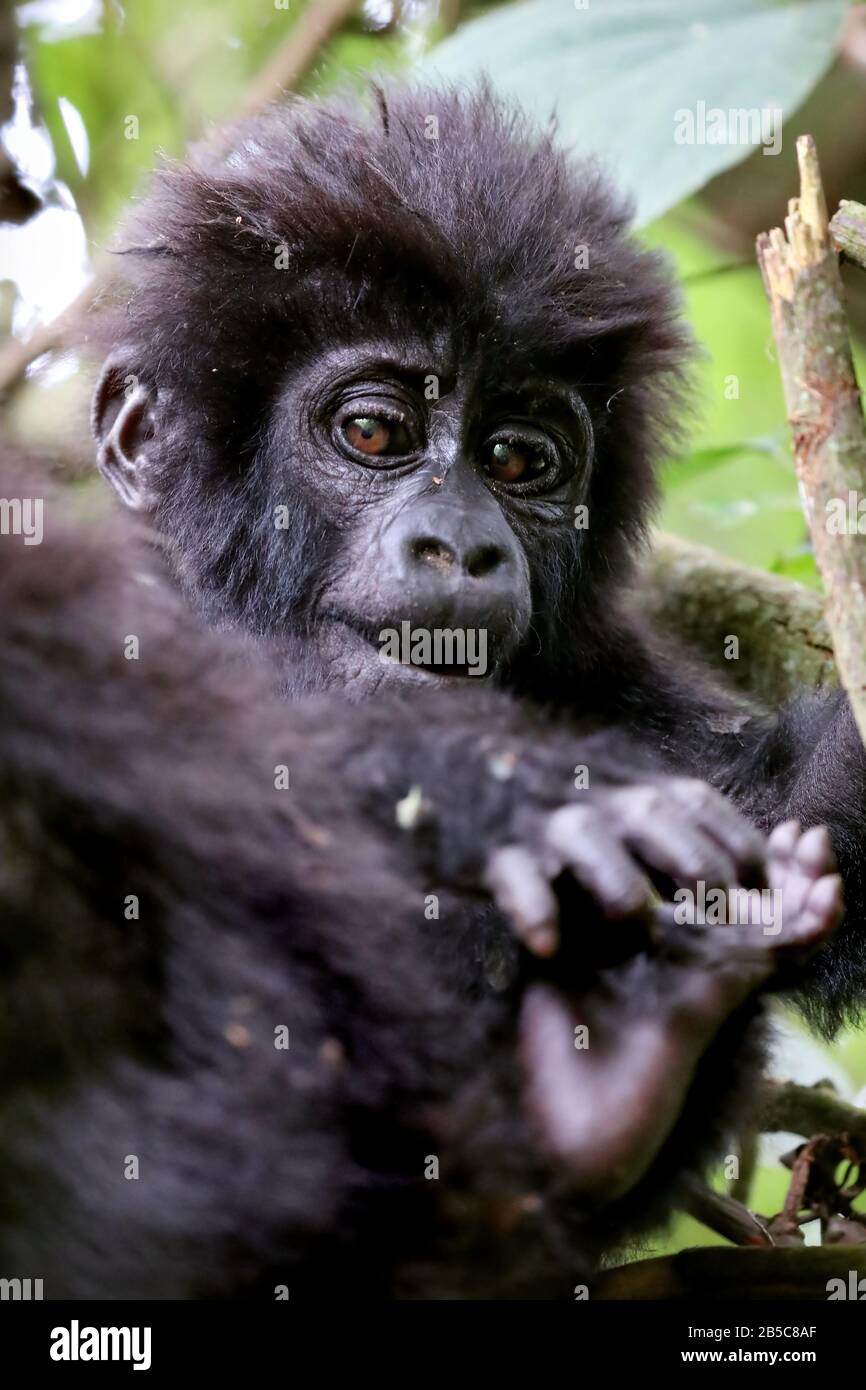 Young Mountain Gorilla in Bwindi Undurchdringliche National Par Stockfoto