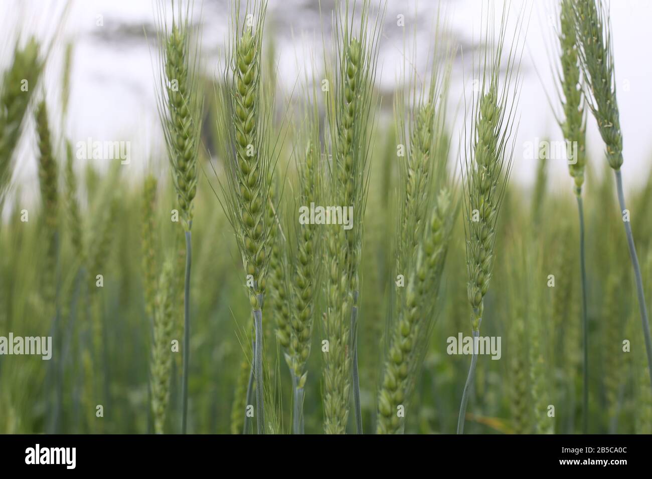Junger Weizen Wächst Auf Dem Feld Stockfoto