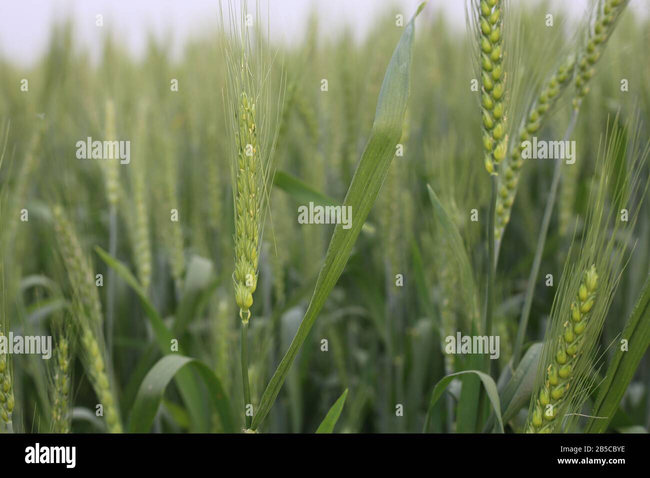 Junger Weizen wächst auf dem Feld ordentliche Reihen Stockfoto