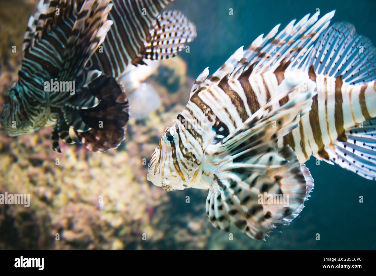 Arten von knöchernen Fischen: Löwenfisch (Scorpaeniformes) oder Ray Finierte Fische mit Koralle und blauem Hintergrund Stockfoto