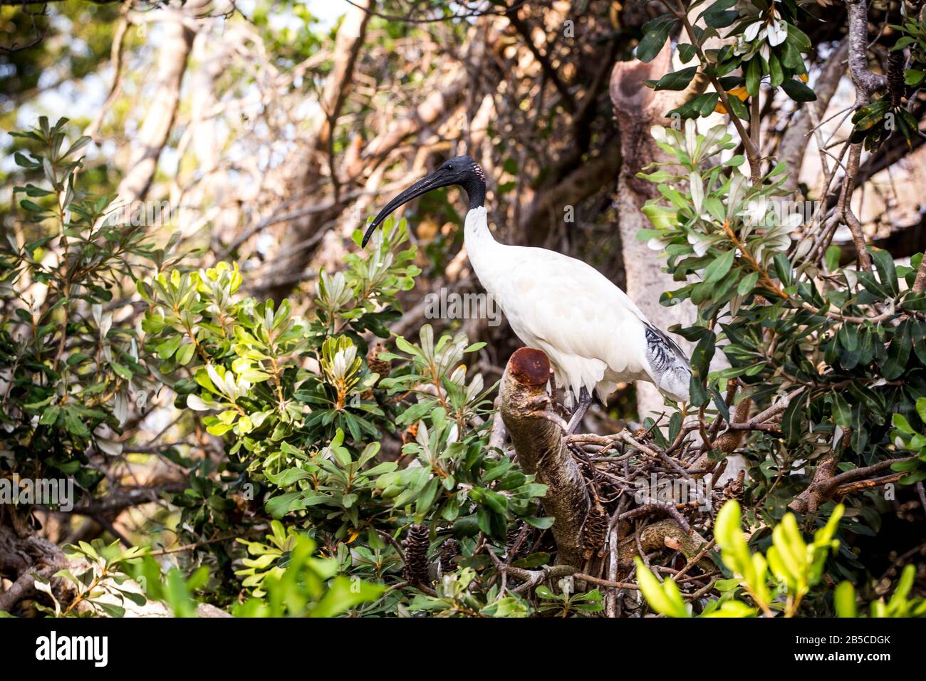 Der australische weiße Ibis (Threskiornis molucca) Stockfoto