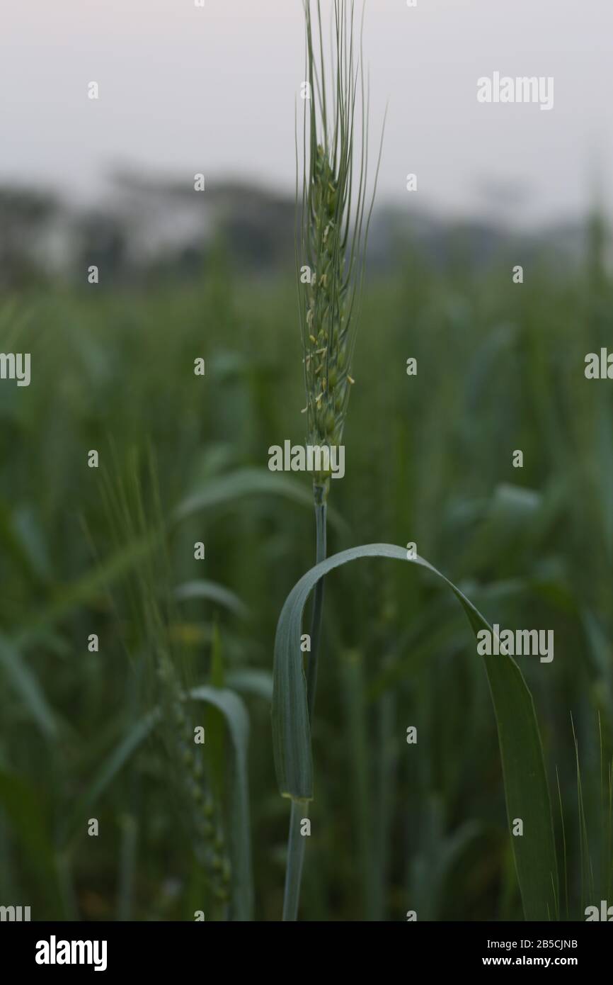 Bester Grüner Weizenfeldhintergrund Stockfoto