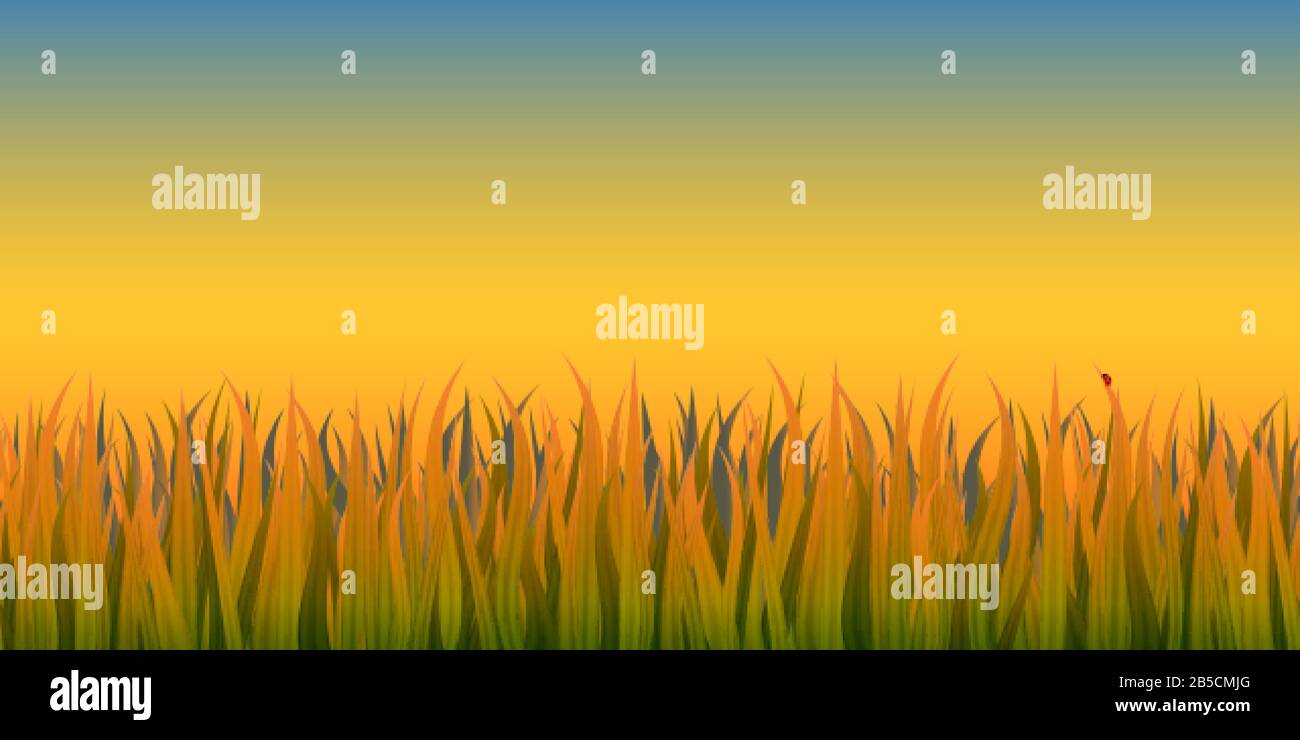 Feld des Grases im Sonnenuntergang Stock Vektor