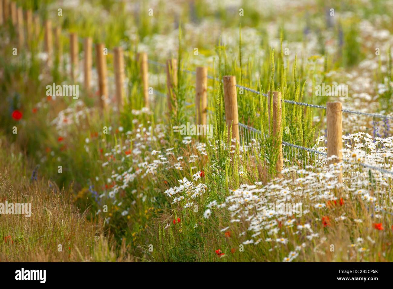 Atemberaubende Blumenwiese mit einem rustikalen Holzzaun im Frühjahr in Norfolk UK. Geringe Tiefe des Feldeffekts Stockfoto