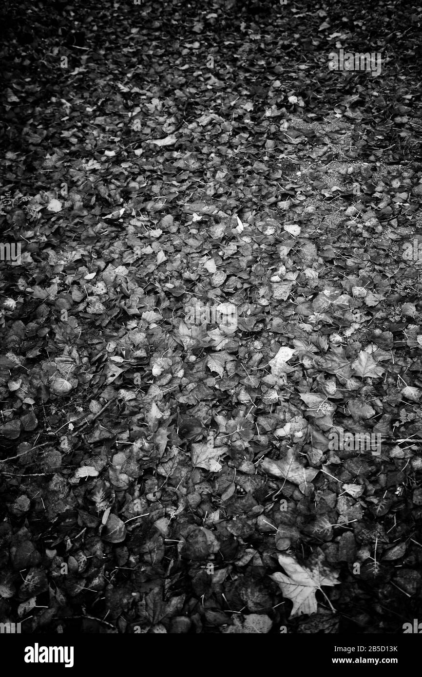 Herbst Blätter auf Park, Jahreszeiten und Umgebung Stockfoto