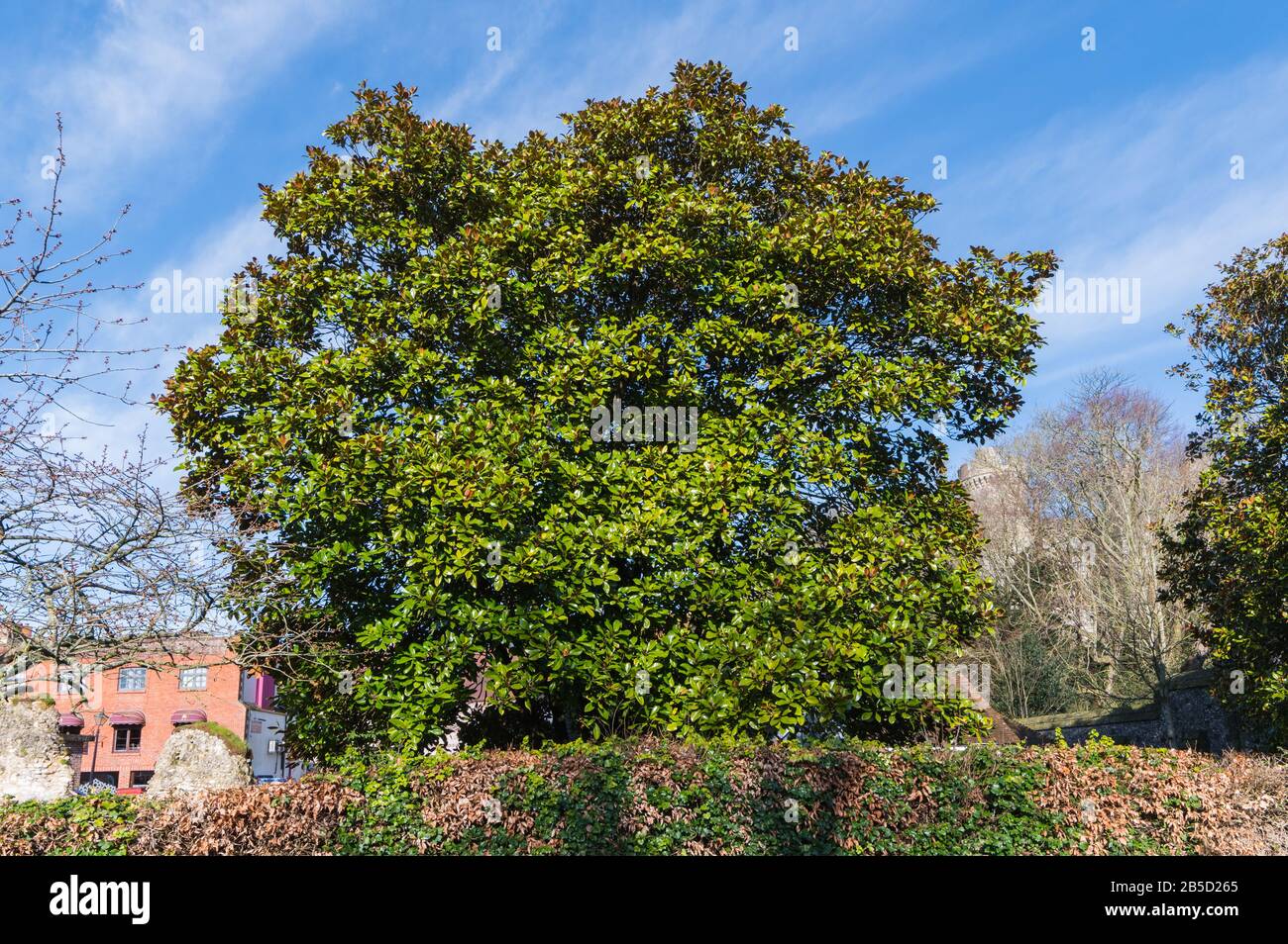 Magnolia grandiflora (Southern magnolia Tree or Bull Bay Tree) immergrüner Baum, der im frühen Frühling in West Sussex, England, Großbritannien wächst. Stockfoto