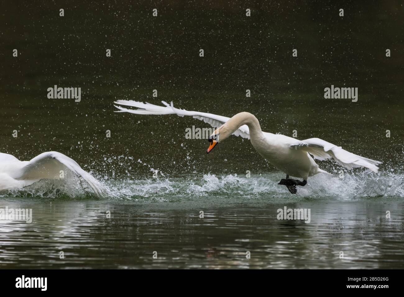 White Mute Swan (Cygnus olor) in Water Chasing Another, Taking Off with Wings Stretched Out, on a Lake in Spring (März) in West Sussex, England, Großbritannien. Stockfoto
