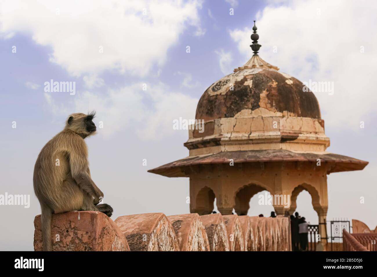 Der indische Affe sitzt an der Wand des Jaigarh Forts in Jaipur Rajasthan Stockfoto