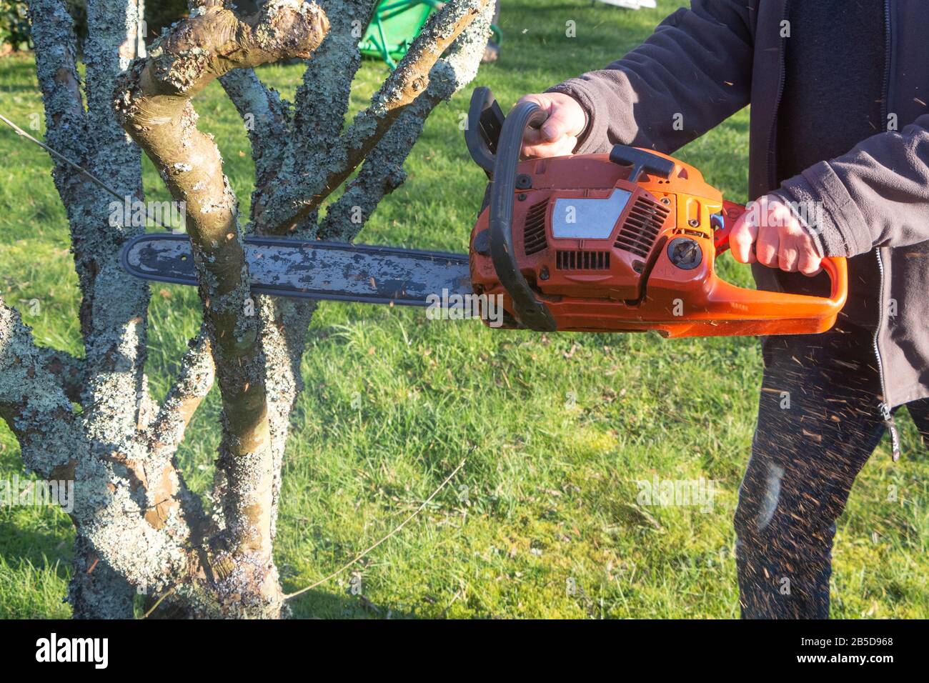 Schnittspan mit einer Kettensäge zum Trimmen eines Baumes Stockfoto