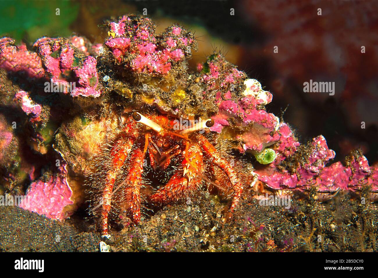 Tarnung, um zu überleben. Nahaufnahme der Krabbe, die ein Anemon auf dem Rücken trägt, um sich vor Feinden zu schützen. Entdeckt bei einem Tauchgang in Bali, Indonesien Stockfoto