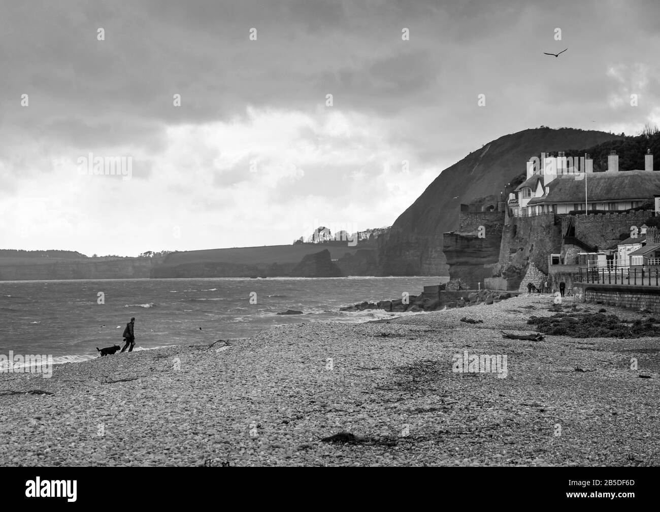 Ein Mann spaziert seinen Hund am ruhigen Strand von Sidmouth an einem ruhigen Marsch nachmittags monochrom entlang Stockfoto