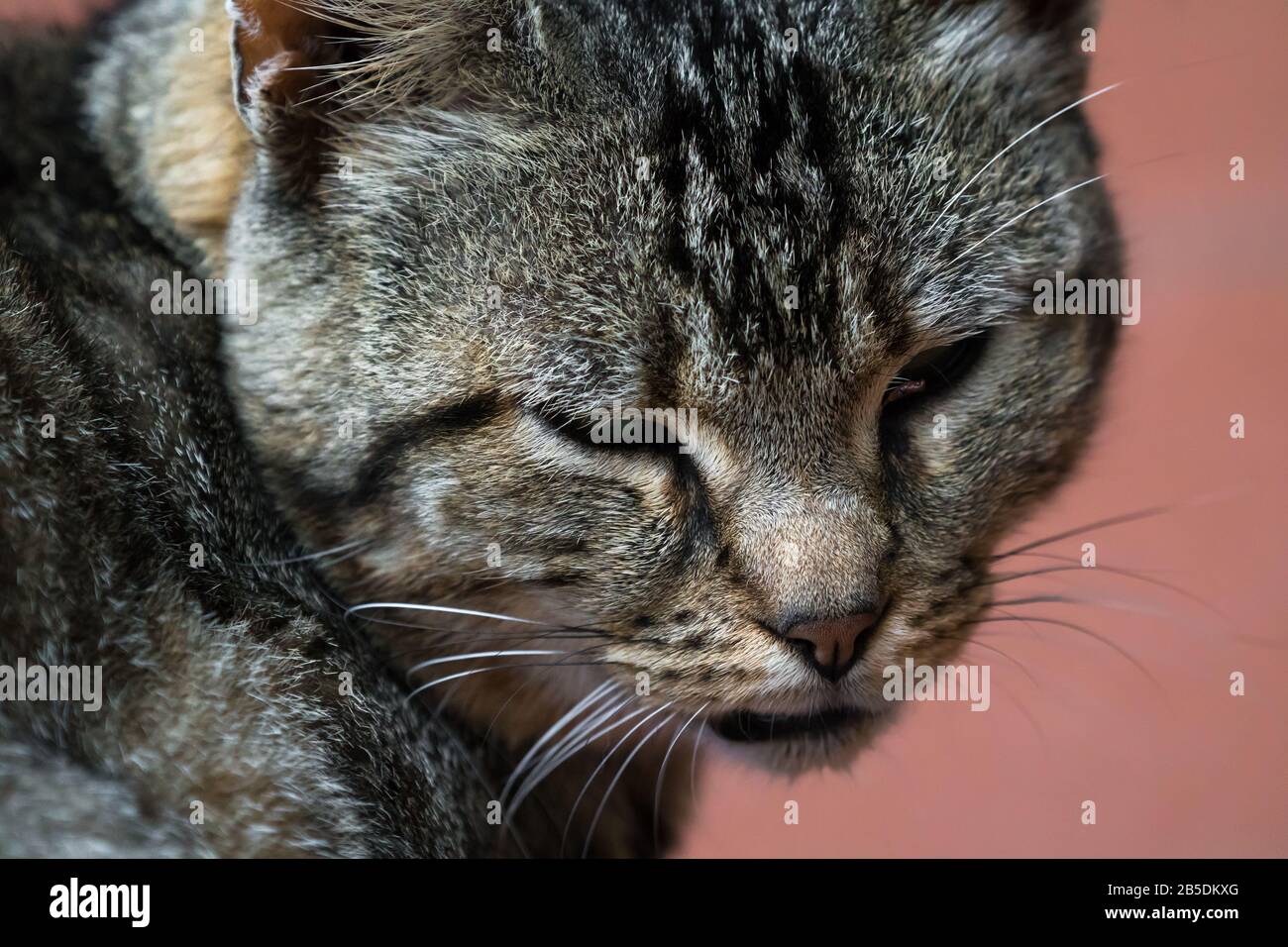 Nahaufnahme eines feralen Tabby-Katzgesichts, das zur Kamera und zu den Augen hin gedreht wurde, halb oder halb geschlossen aussehend zufrieden und entspannt Stockfoto