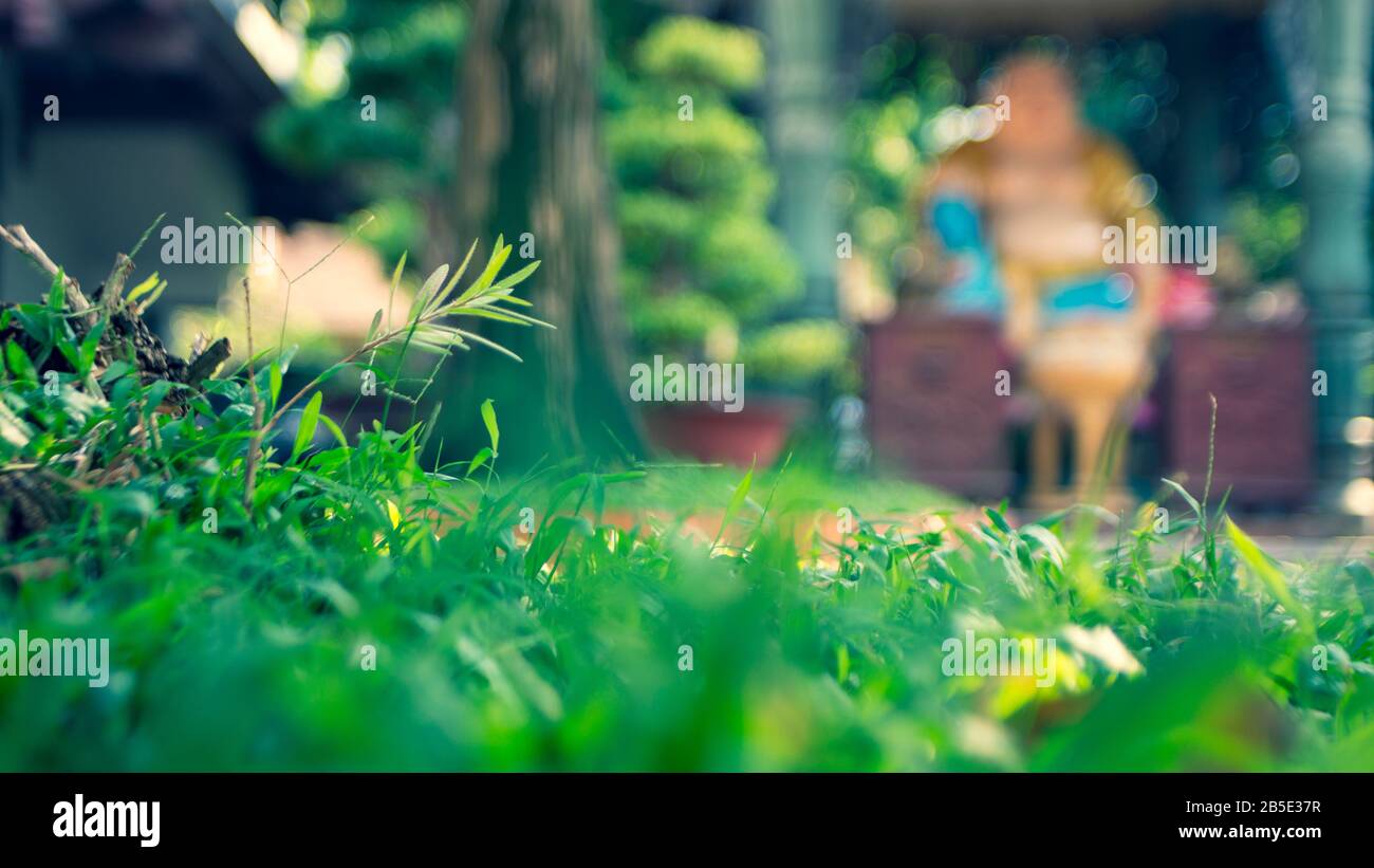 Die Blume fällt auf die Tür des Buddha und die Blumen sind wunderschön Stockfoto