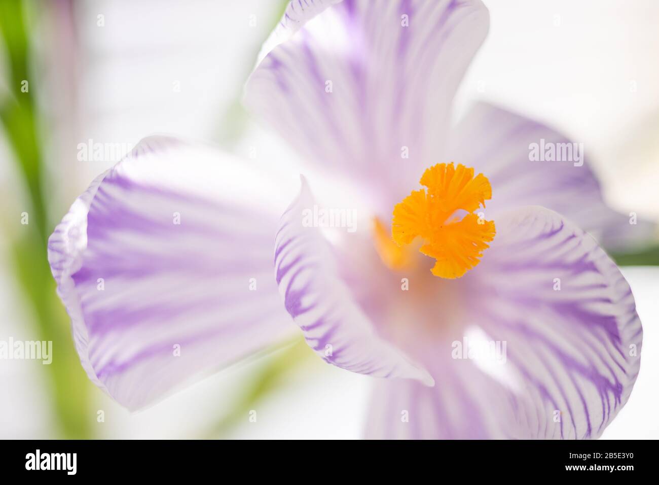Violett weiße Krokusblüte, offene Knospe mit orangefarbenen Staubblättern und Pistillen. Stockfoto
