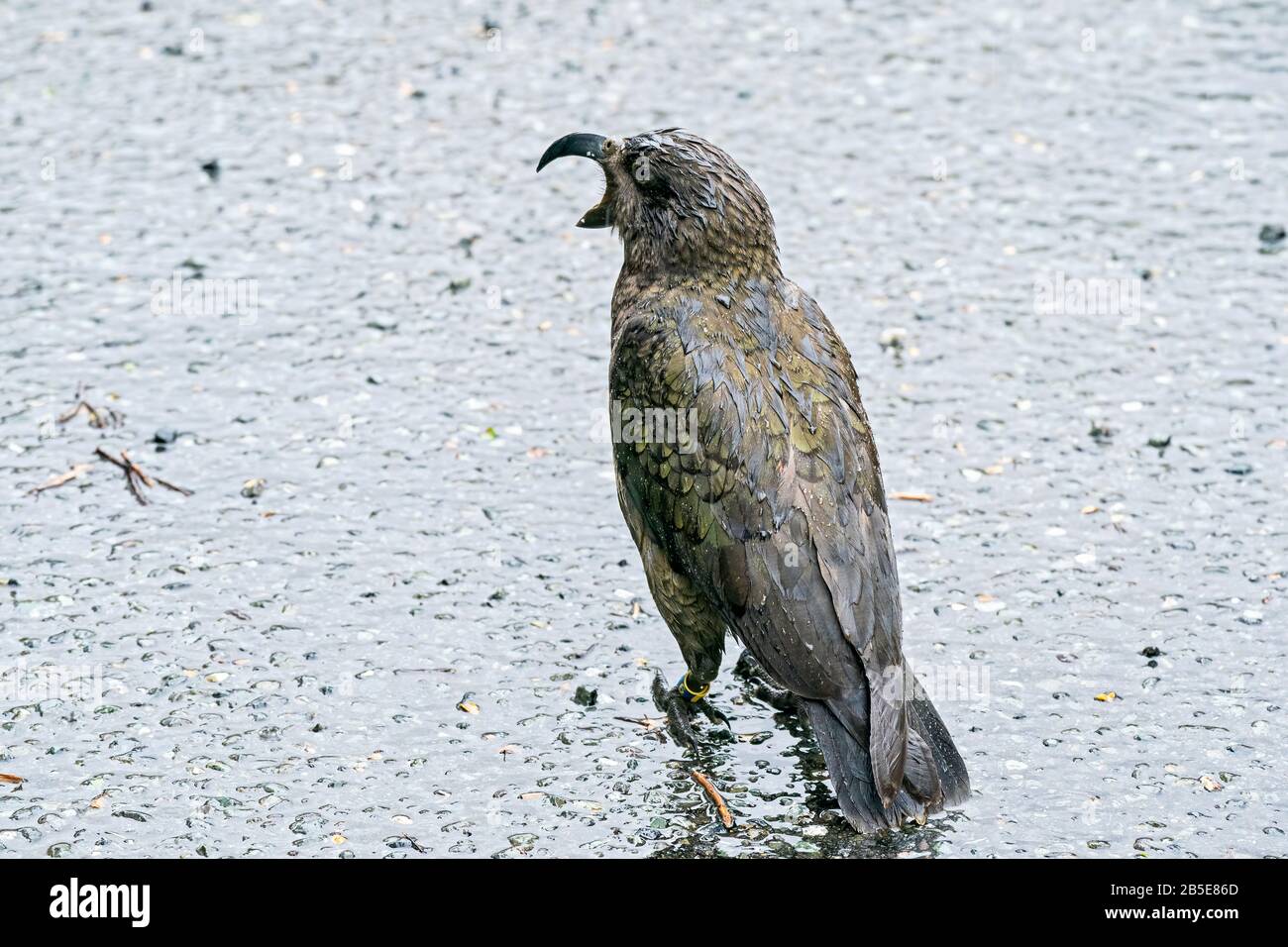 Kea, Nestor notabilis, Erwachsener auf dem Boden des Parkplatzes, bei starkem Regen, Neuseeland Stockfoto