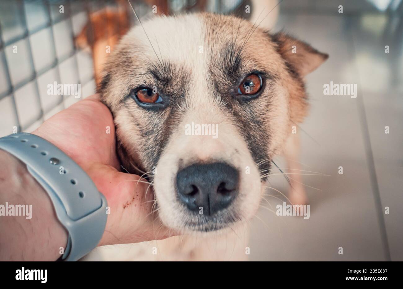 Nahaufnahme des männlichen, mit der Hand verstreichenden streunenden Hundes im Tierheim. Menschen, Tiere, Volunteering Und Helfende Konzepte. Stockfoto