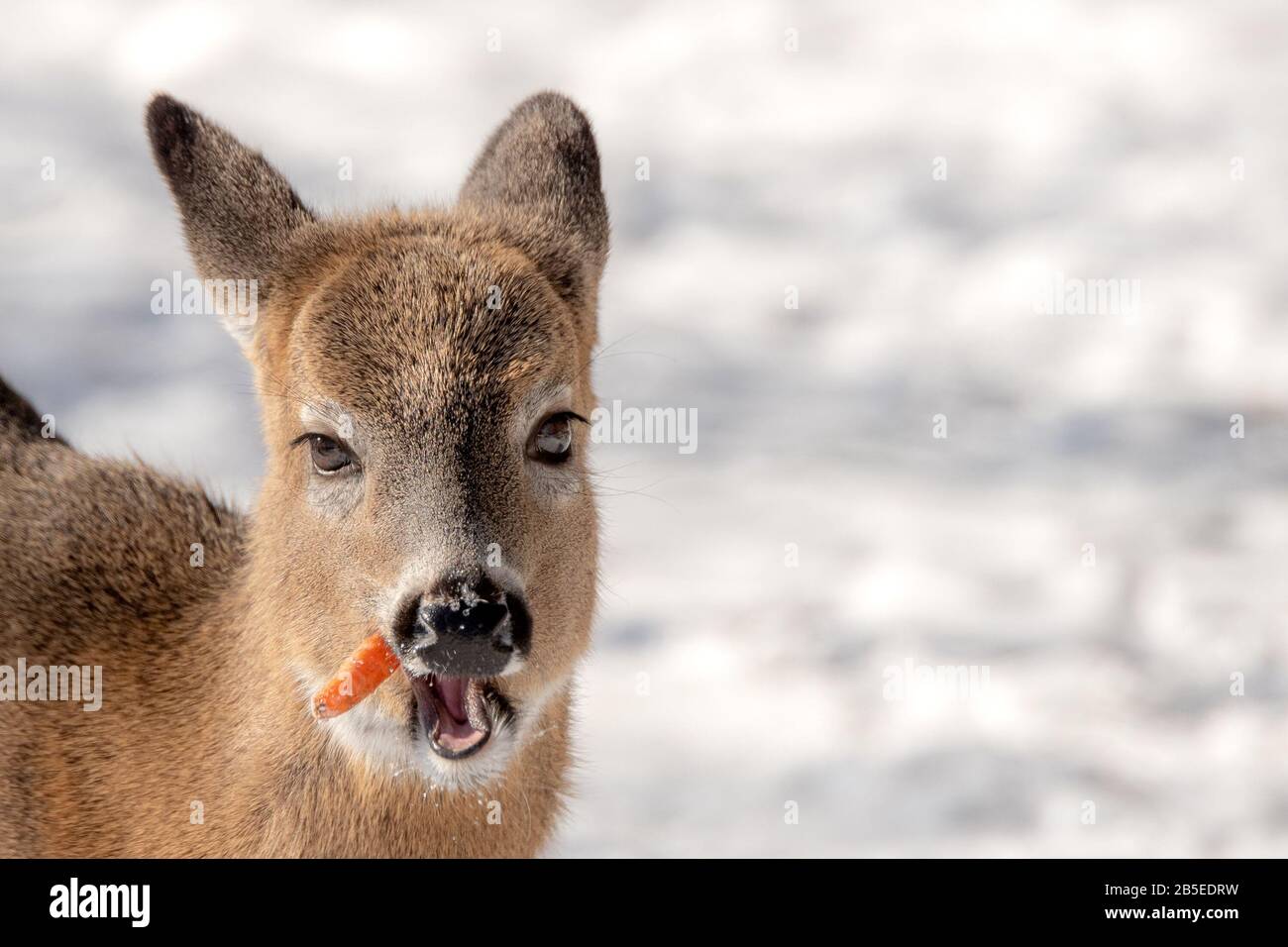 Ein Weißschwanz-Hirsch, der im Winter eine Karotte isst. Sie hat die Karotte seitlich aus ihrem Mund herauskleben. Weißer Schnee im Hintergrund. Stockfoto