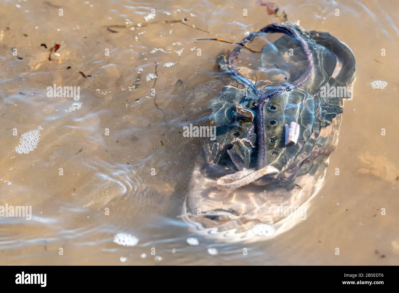 Ein alter, nicht identifizierbarer Sneaker im Flachwasser. Das Wasser ist leicht verschmutzt. Sonniger Tag, Platz für Text. Stockfoto