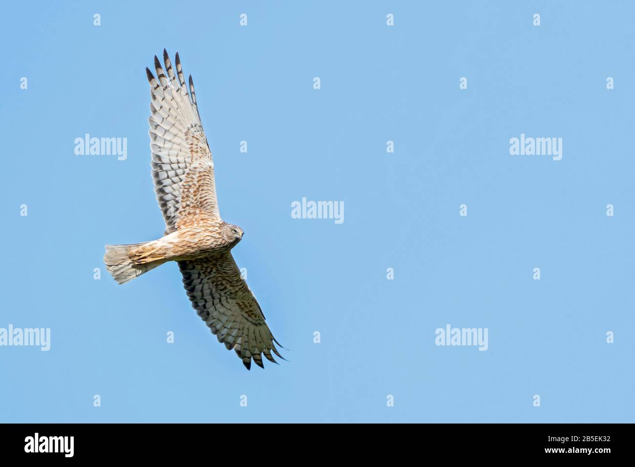 Sumpf Harrier, Circus Approximans, Erwachsene machen im Flug, Neuseeland Stockfoto