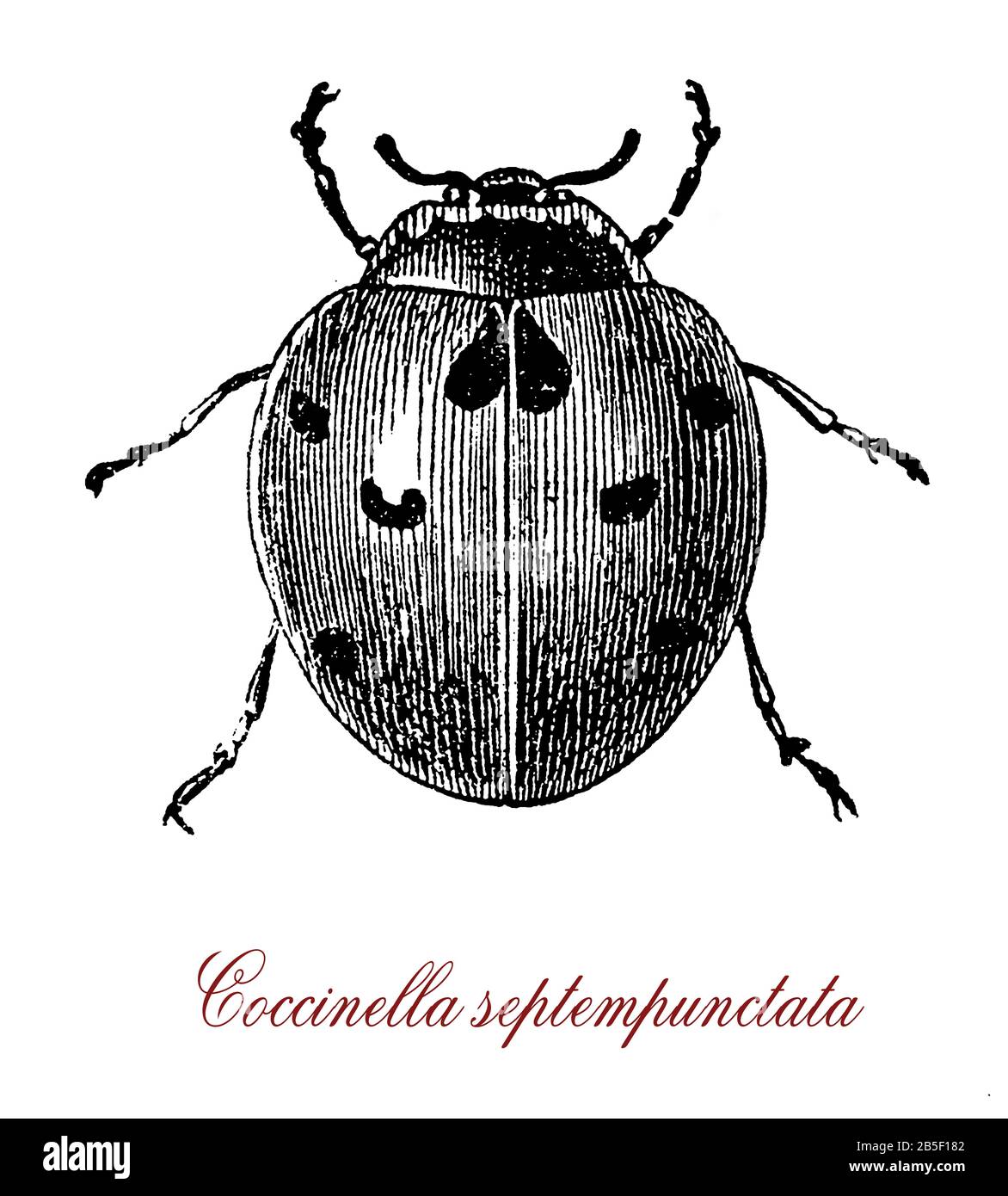 Coccinella septempunctata oder Siebenfleck-Marienkäppchen, der häufigste Marienkämpfervogel in Europa mit roter Farbe, der mit sieben schwarzen Flecken voraktiger Raubtiere von Blattläusen durchsetzt ist Stockfoto