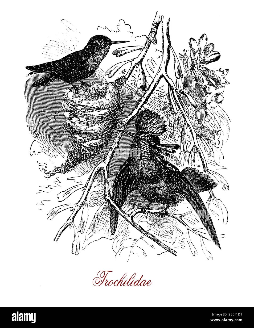 Hummingbird, der in Nord- und Südamerika der Familie Trochilidias beheimatet ist, ist der kleinste der Vögel, der 7,5-13 cm (3-5 in) lang ist Stockfoto