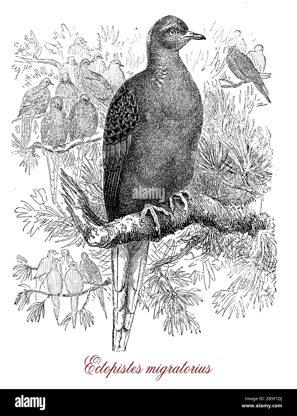 Passagiertaube oder Ektopistes migratorius, wandernde, aussterbende Taubenarten, die in Nordamerika endemisch sind Stockfoto