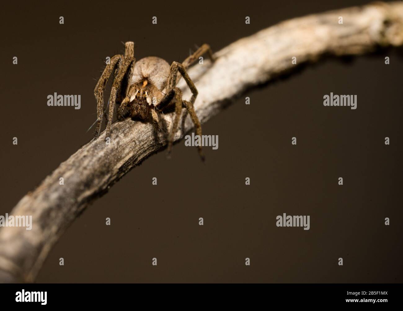 Wolfspinne sitzt im Frühjahr auf einem Holzstab, hessen, deutschland Stockfoto