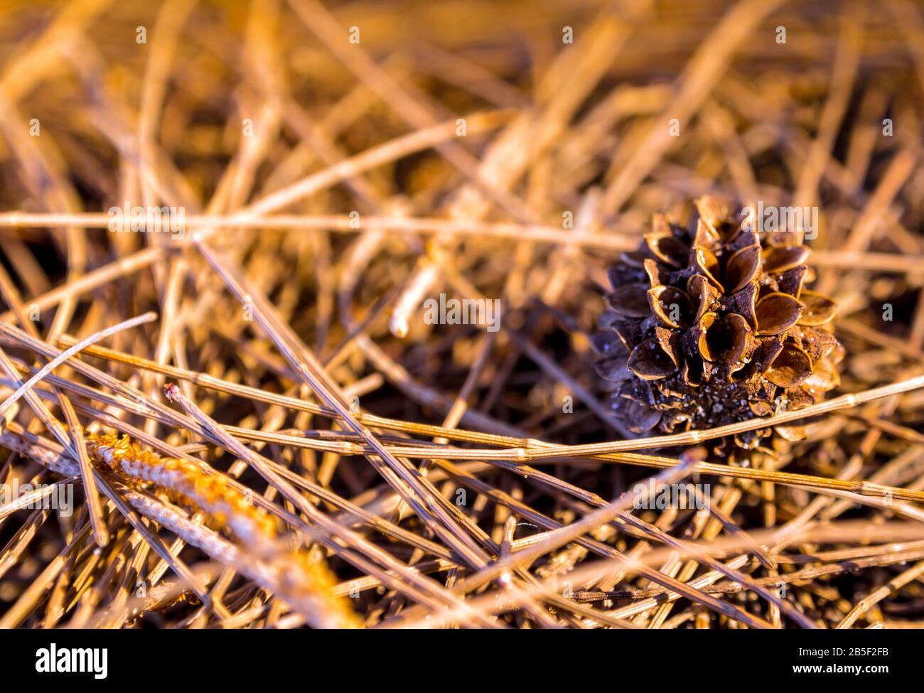 Blätter und Samen der Kiefer, Meereiche Stockfoto