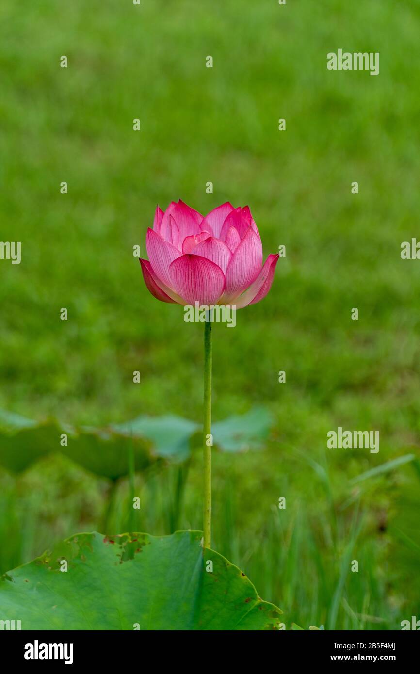 Nahaufnahme einer rosafarbenen lotosblüte während der Frühlings-Zeit an einem sonnigen Tag Stockfoto