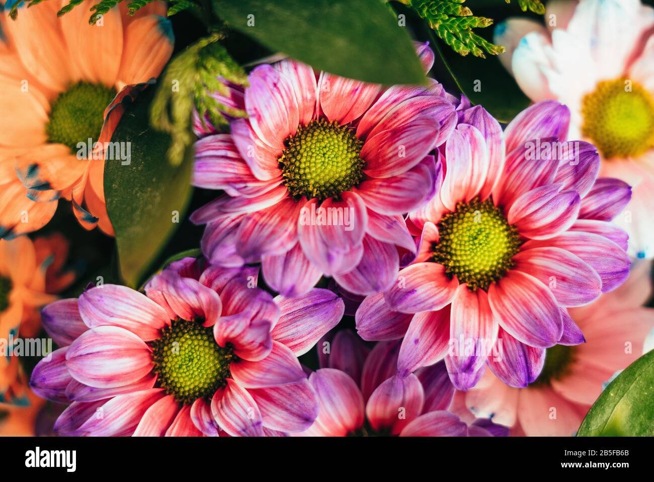 Schick und Eleganz violett violett-violette Gänseblümchen. Stockfoto
