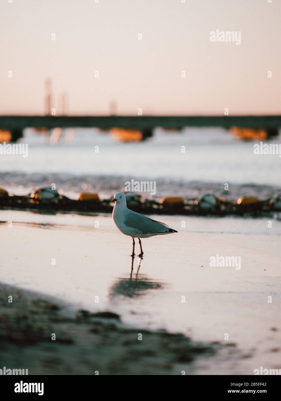 Eine Möwe am Ufer in Australien Stockfoto