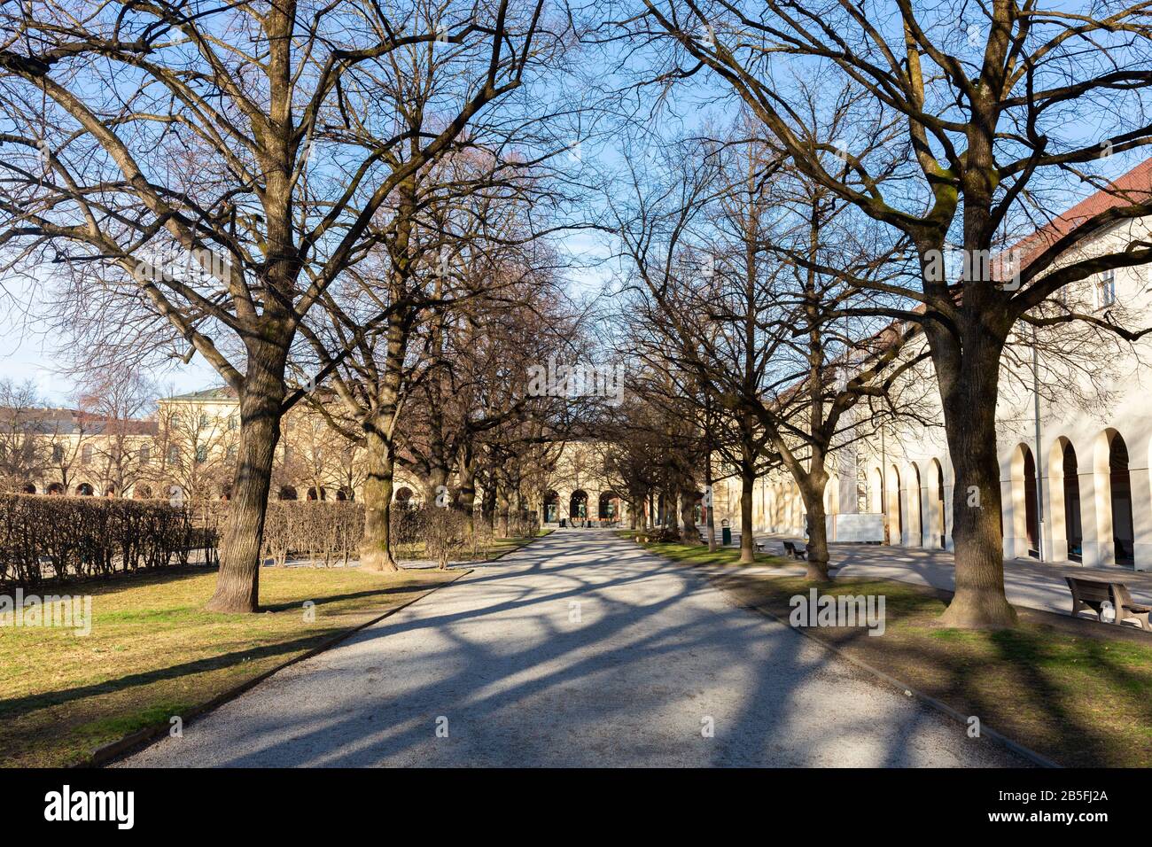 Blick entlang einer von Bäumen gesäumten Gasse. Im Hofgarten im Herzen Münchens. In der Wintersaison Bäume ohne Blätter. Stockfoto